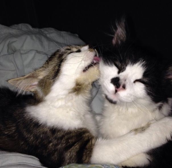 65. животные, коты, любовь