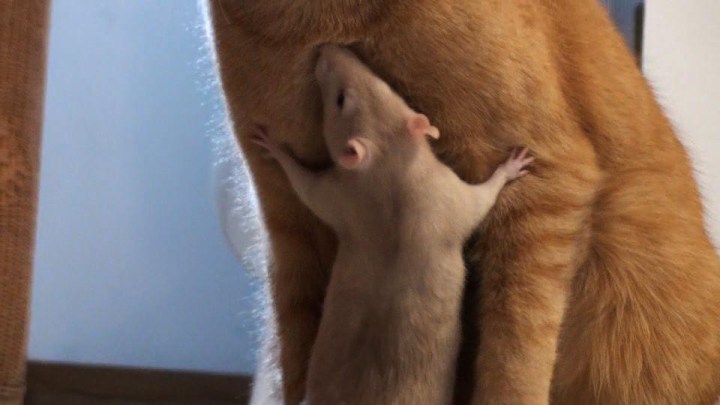 необычная дружба кота и крысы 