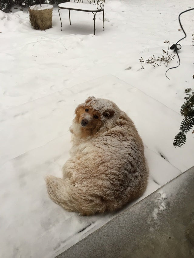 Без кота и жизнь не та