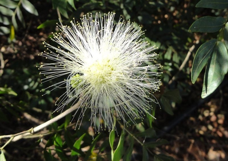 CABELUDINHA (Myrciaria glazioviana) волосатость, интересное, красота, природа, растения, флора