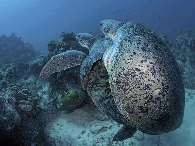 Лучшие фотографии National Geographic мая 2014 