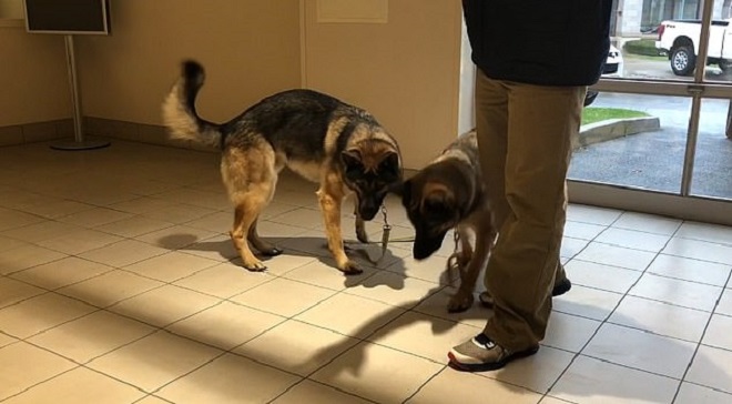 Из воды – за волосы: забавная овчарка кинулась спасать хозяйку, хотя этого совсем не требовалось 