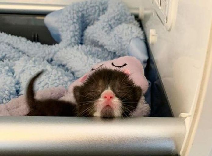 Без кота и жизнь не та