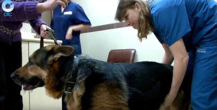 Реабилитация собаки после операции