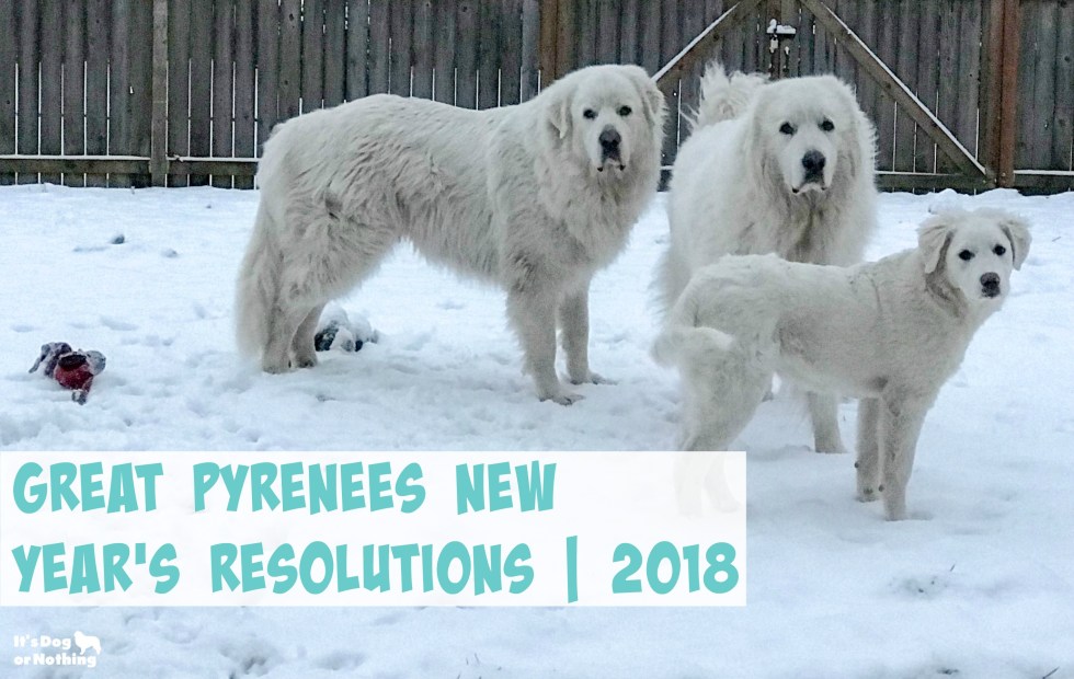 Have you talked to your Great Pyrenees about making New Year's resolutions? I chatted with the fluffies and got their resolutions for 2018.