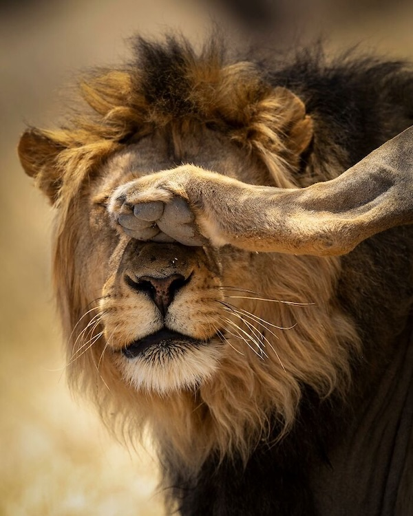 Комичные фото дикой природы, где всё решило одно удачное мгновение когда, Автор, Симоны, УилсонаФотография, НиссенбаумаФотография, Марка, ДоудсаФотография, Майкла, АрнольдаФотография, Кента, ХайнрихФотография, ПескантиниФотография, ТримомаФотография, Энрико, КэткартаФотография, Джорджа, РальфаФотография, Клинта, ФостерФотография, Лавек