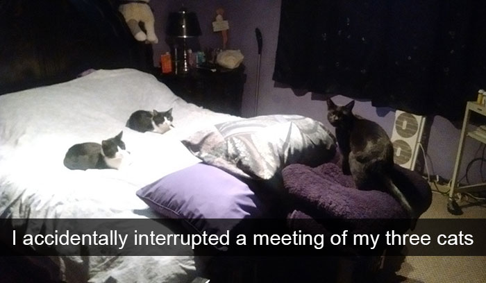 Hilarious-cat-snapchats