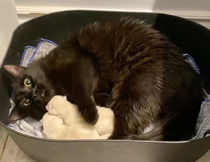Без кота и жизнь не та