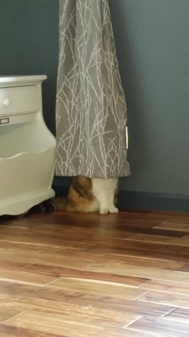 Непревзойденные мастера скрытности! Скрытность, кошки, подборка, прикол, юмор