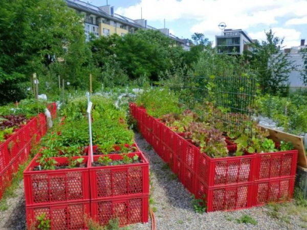 15 гениальных идей для обустройства грядок, которые станут украшением дачи 15 гениальных идей для обустройства грядок, которые станут украшением дачи