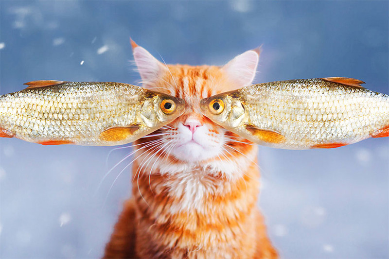 ginger-cat-photography-kotleta-cutlet-kristina-makeeva-hobopeeba-4