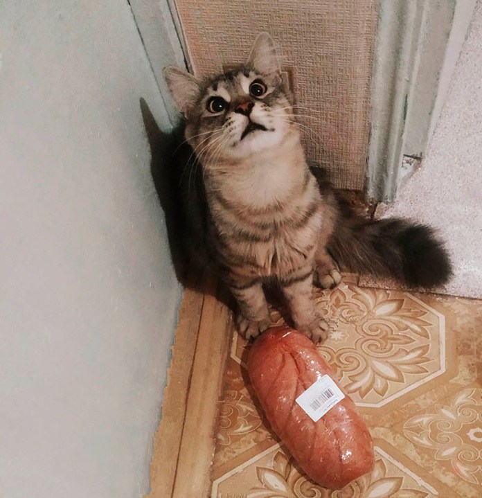 Без кота и жизнь не та