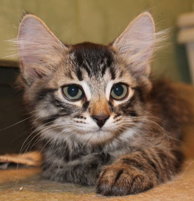 Разговорчивая кошка