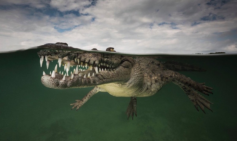 Очень рискованный снимок крокодила. земля, природа, удивительные фотографии