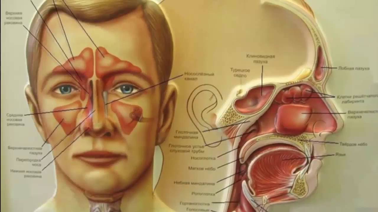 Схема носовой полости человека