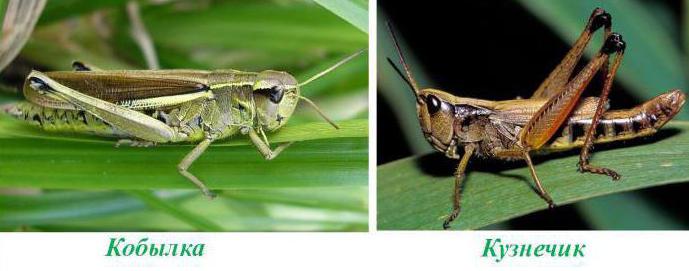 Кобылка — насекомое семейства Саранчовые