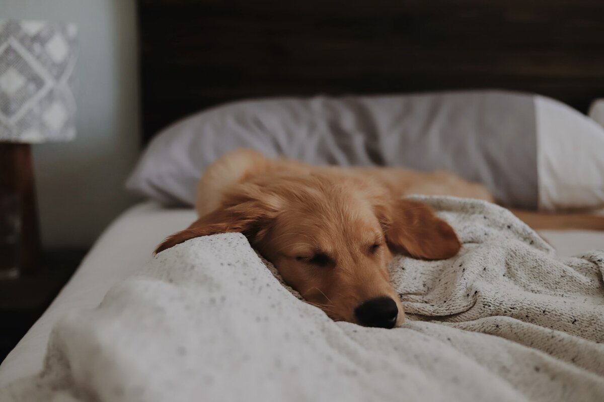 Пускать пса в постель полезно для здоровья, считают ученые домашние животные,наши любимцы