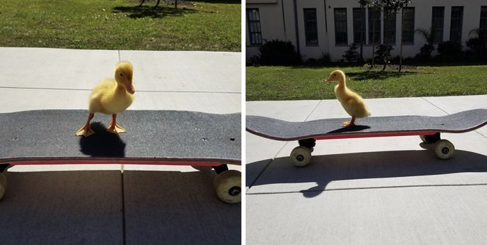 Позитивные утки и утята 