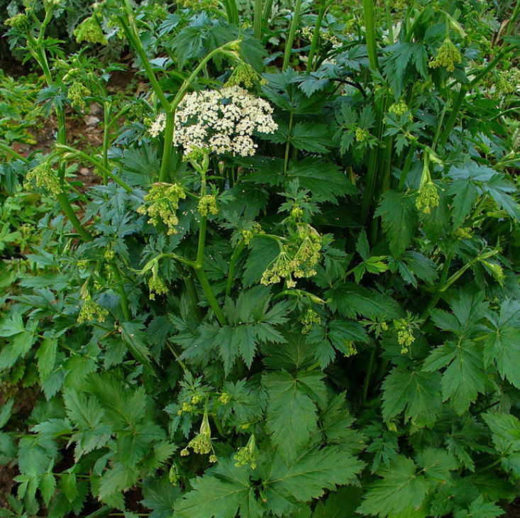 Как вылечить застарелую бронхиальную астму