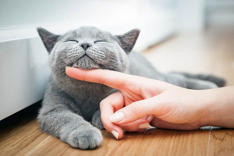 Кошки лечат домашние животные, коты, кошки, содержание