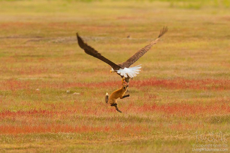 wildlife-photography-eagle-fox-fighting-over-rabbit-kevin-ebi-2-5b0661e5b1a11__880.jpg