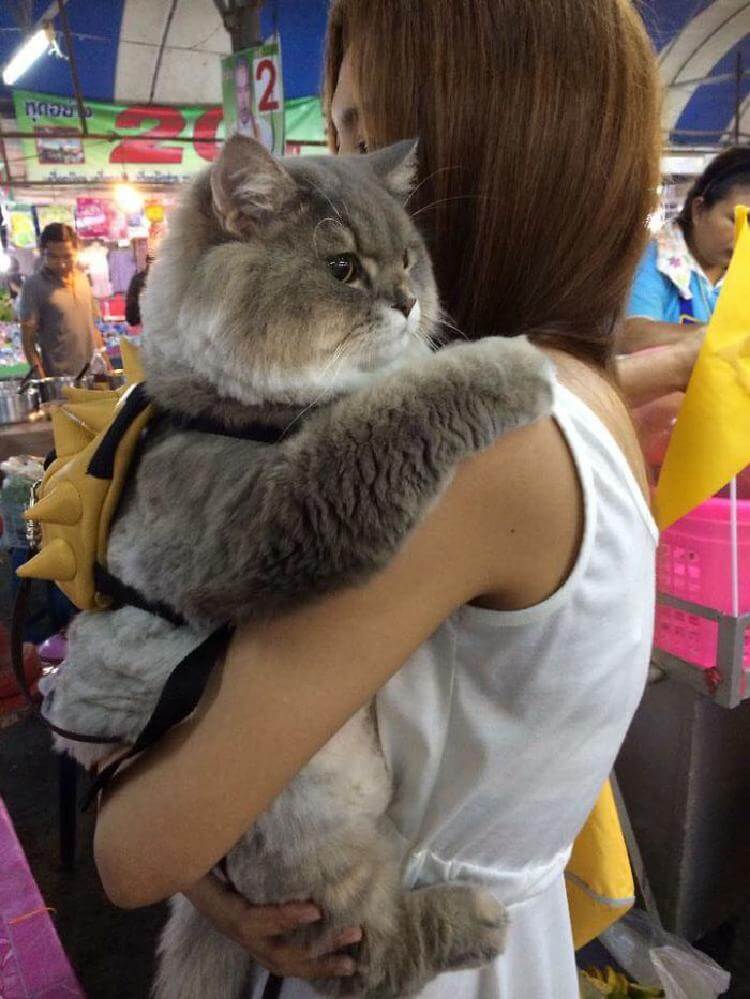 Популярнейший кот в Тайланде! Встречайте – Бон-Бон супер