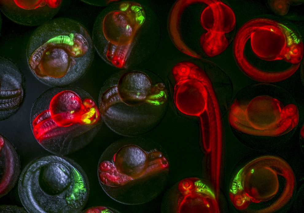 Победители конкурса микрофотографии Nikon Small World 2019 Победители конкурса микрофотографии Nikon Small World 2019 красота,наука,необычное,природа