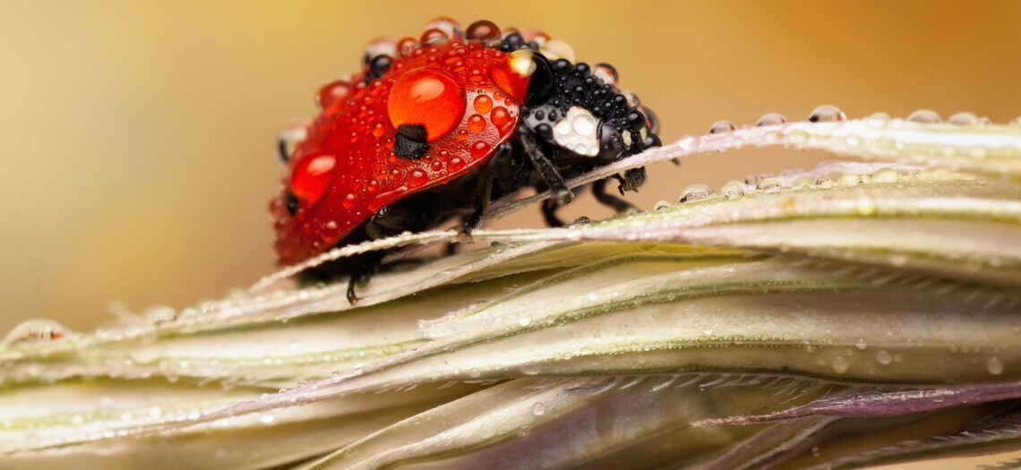 10 фантастических фото привычных вещей в макрообъективе