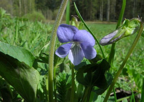 Фиалка собачья (Viola canina) Фиалка собачья (Viola canina)