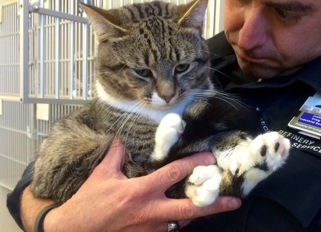 кот с огромными лапами нашел новый дом