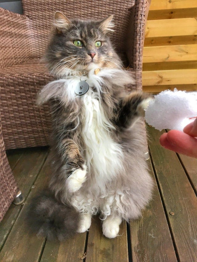 Без кота и жизнь не та