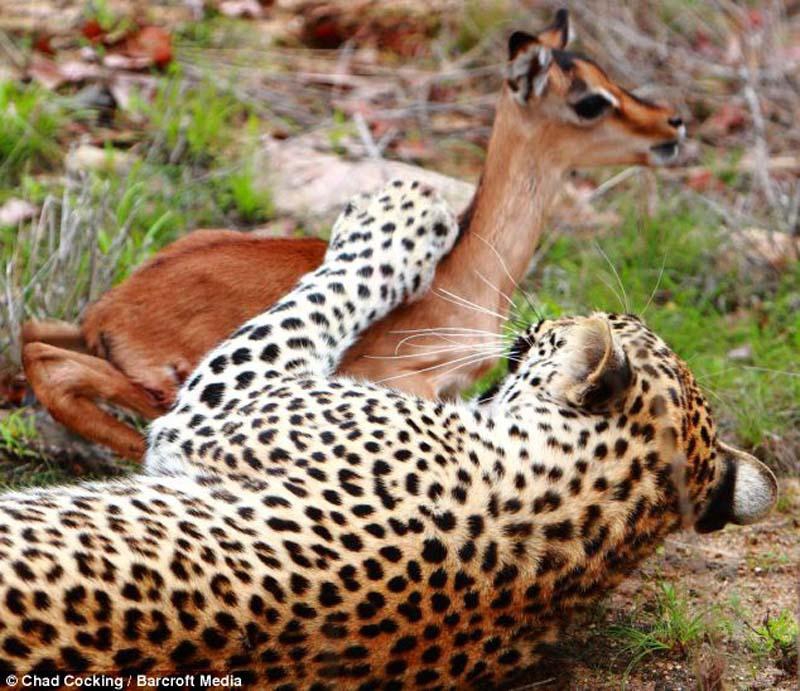 Смертельная дружба леопарда и импалы 