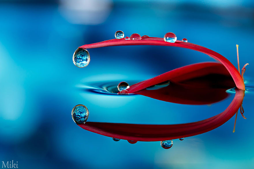 "Капля воды". Макросъемка от Miki Asai  красота, природа, фото