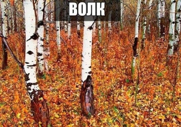 Интересные Фото животные, прикол, юмор