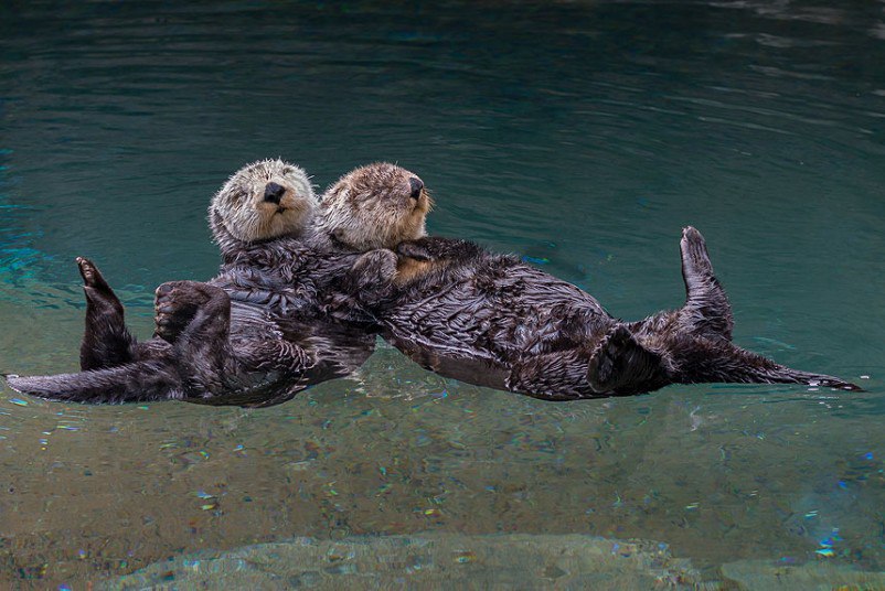 Позитивные животные и красота природы Позитивные животные и красота природы