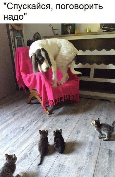 Смешные фотомемы Смешные фотомемы