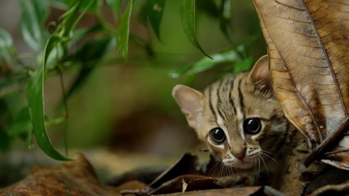 Самая крошечная дикая кошка в мире также, кошка, которая, дикая, ржавая, списке, ржавую, время, дневное, кошки, помещается, крошечные, человека 4, основном, ладони, ведут, Природа, длиной, легко, образ