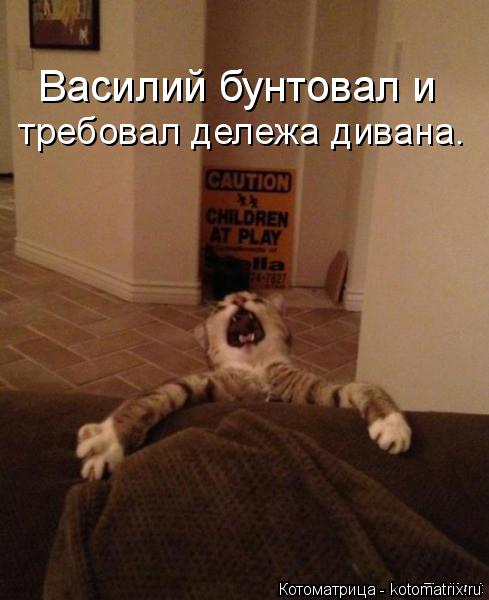 Котоматрица: требовал дележа дивана. Василий бунтовал и