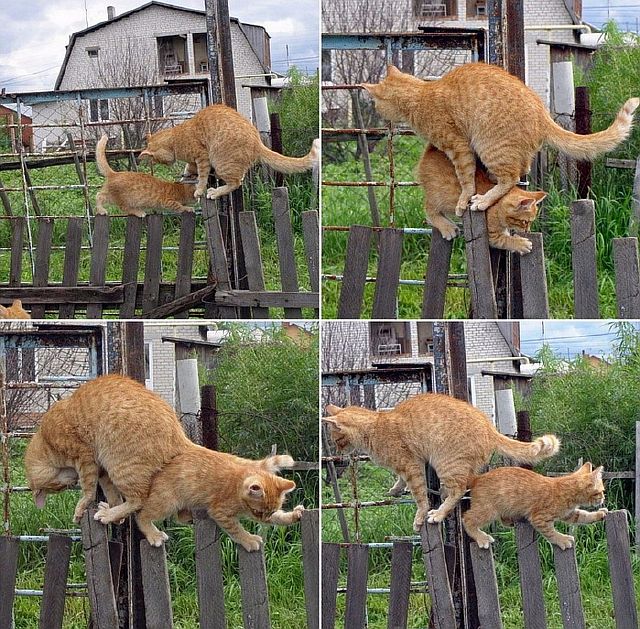 128271670_2cats1fence