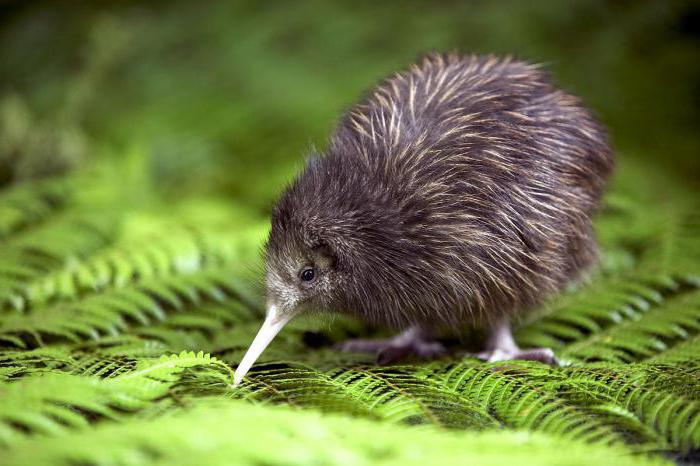 Животные Новой Зеландии: описание и фото
