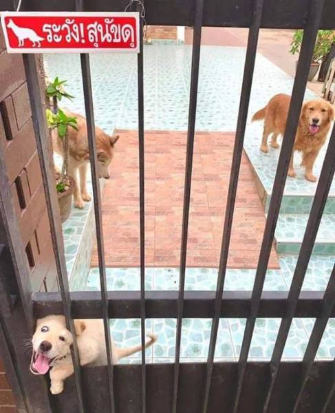 25 злобных собакенов, которых поставили охранять