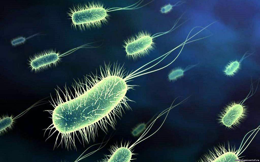 Удивительные факты о местах обитания коварных вирусов и бактерий могут, бактерии, бактерий, Вирусы, течение, Бактерии, очень, только, вирусные, которые, переносятся, любых, размножаться, часов, чтобы, является, больше, быстро, содержат, выжить