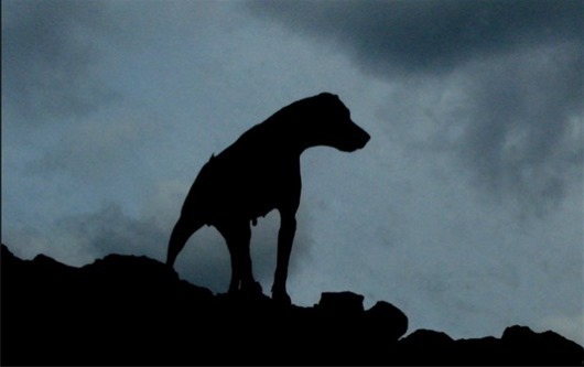 The-Hound-of-Baskerville_1-620x389