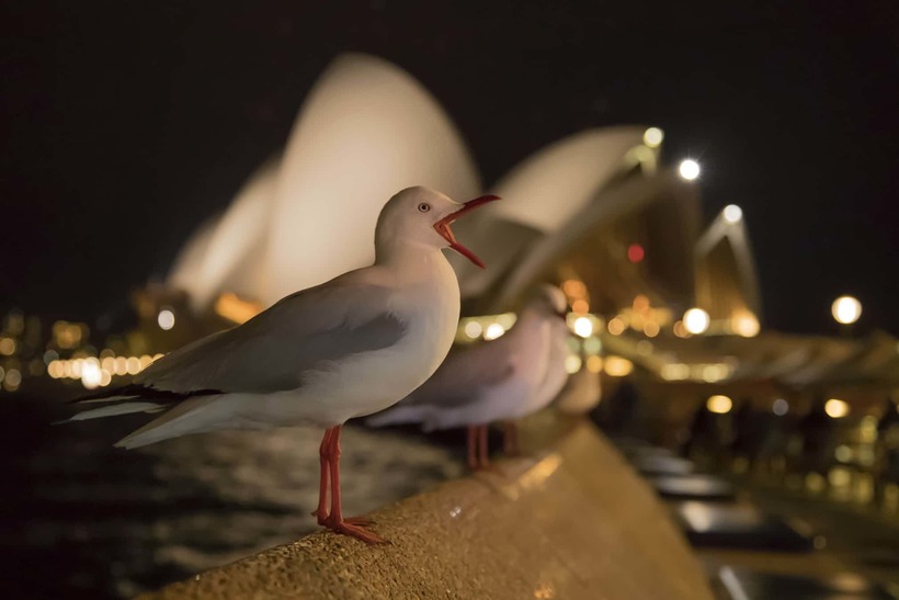 Лучшие фотографии птиц с конкурса Bird Photographer of the Year