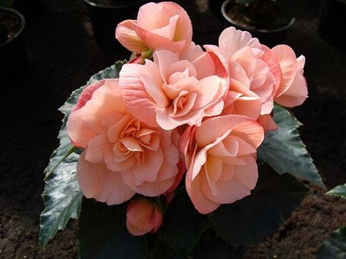 Уход и выращивание бегонии в домашних условиях Уход и выращивание бегонии в домашних условиях комнатные растения,полезные советы