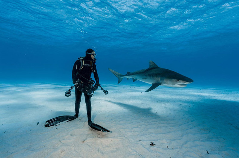 29. Дайвер и тигровая акула на Багамах. national geographic, журнал, мир, фотография