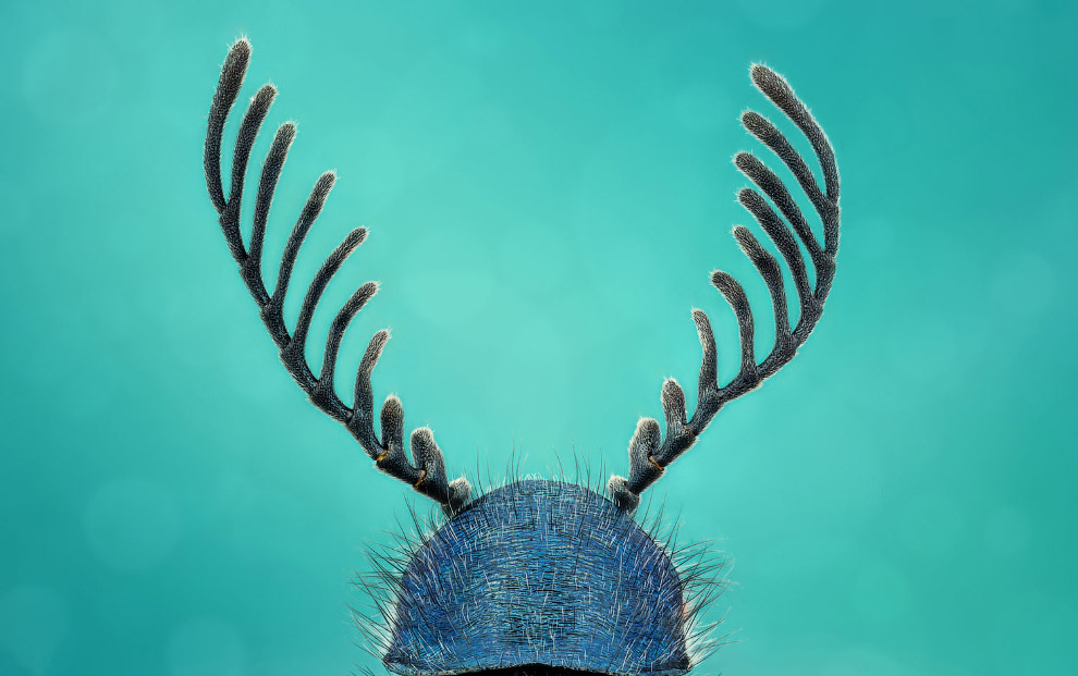 Победители конкурса микрофотографии Nikon Small World 2019 Победители конкурса микрофотографии Nikon Small World 2019 красота,наука,необычное,природа