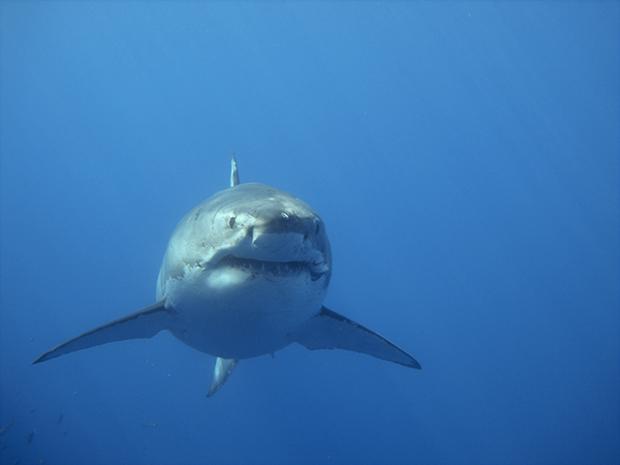 Белая акула - самый древний хищник