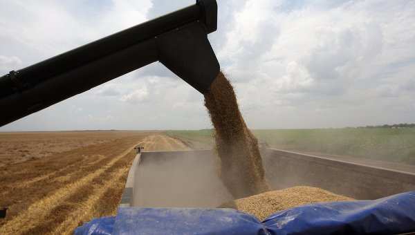 В России ожидается «грандиозный» урожай пшеницы | Русская весна