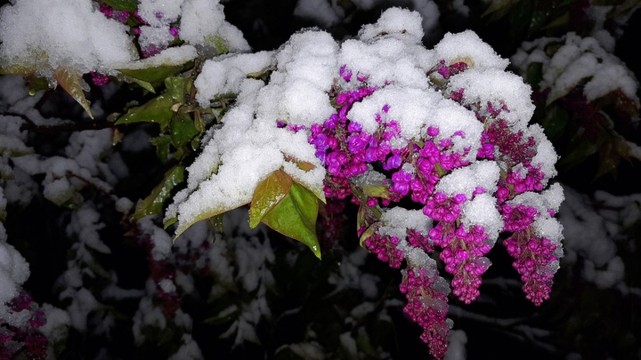 Метеоролог предупредил нижегородцев о заморозках до -3°С в ближайшие дни